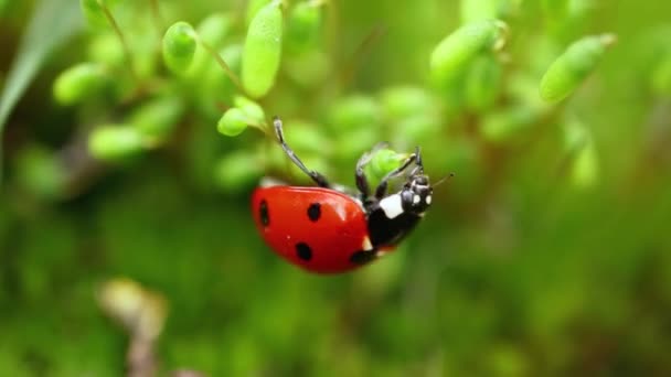 Van Dichtbij Wilde Dieren Van Een Lieveheersbeestje Het Groene Gras — Stockvideo