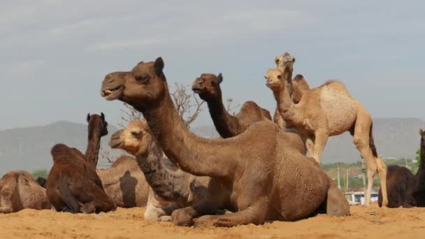 Верблюды Ярмарке Pushkar Camel Fair Известной Ярмарка Верблюдов Pushkar Camel — стоковое видео