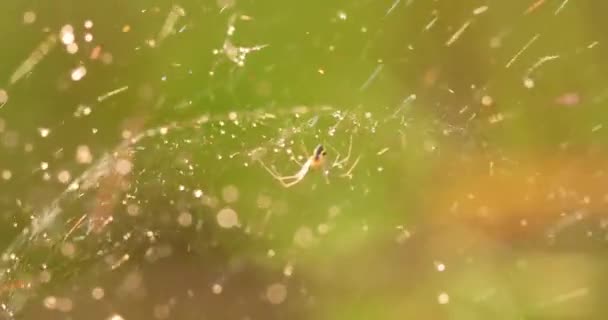 Örümcek Ağında Yağmur Damlaları Küçük Yağmur Damlalarında Örümcek Ağları — Stok video