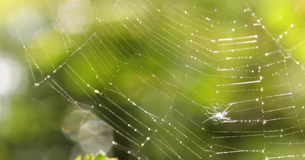 Regentropfen Auf Dem Spinnennetz Spinnweben Kleinen Regentropfen — Stockvideo