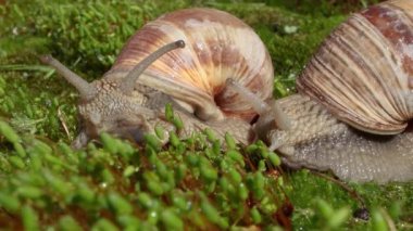 Helix pomatia ayrıca Romalı salyangoz, Burgundy salyangozu, yenilebilir salyangoz veya salyangoz, Helicidae familyasından bir karasal pulmonat yumuşakçasıdır..