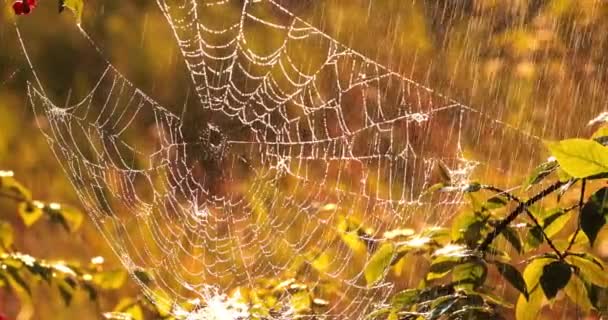 Regen Wald Bei Sonnenuntergang Spinnweben Kleinen Regentropfen — Stockvideo