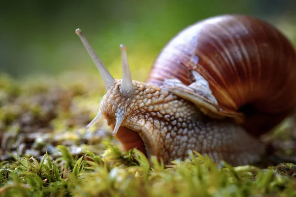 石榴属 Helix Pomatia 也是罗马蜗牛 Roman Snail 勃艮第蜗牛 Burgundy Snail 可食蜗牛 — 图库照片