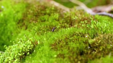 Karınca vahşi doğada yakın çekim.