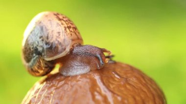 Gün batımında yavaşça sürünen bir salyangozun yakın çekimi..