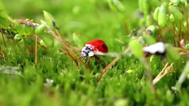 Vida Selvagem Close Uma Joaninha Grama Verde Floresta Macrocosmo Natureza — Vídeo de Stock