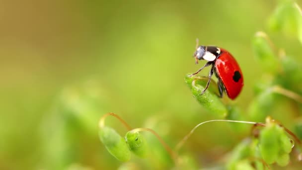 Primer Plano Vida Silvestre Una Mariquita Hierba Verde Bosque Macrocosmos — Vídeos de Stock