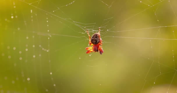 Regentropfen Auf Dem Spinnennetz Spinnweben Kleinen Regentropfen — Stockvideo