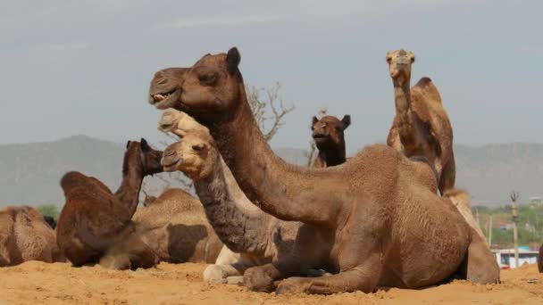 Camels Pushkar Fair Also Called Pushkar Camel Fair Locally Kartik — Stock Video