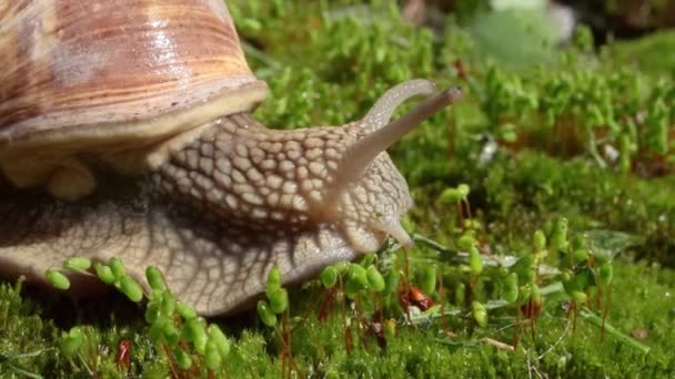 Helix Pomatia Aussi Escargot Romain Escargot Bourgogne Escargot Escargot Comestible — Video