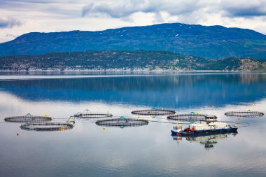 Norveç 'te somon balıkçılığı. Norveç, her yıl bir milyondan fazla ton üretilmesiyle dünyanın en büyük çiftlik somonu üreticisi..