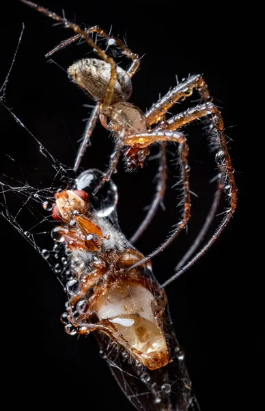 Fechar Macro Tiro Uma Aranha Agarrou Vítima Envolveu Uma Teia — Fotografia de Stock