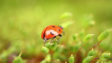 Ormandaki yeşil çimlerde bir uğur böceğinin yakın çekimi. Vahşi doğadaki makrokozmoz. Coccinella septempunctata, yedi noktalı uğur kuşu, Avrupa 'nın en yaygın uğur böceğidir..