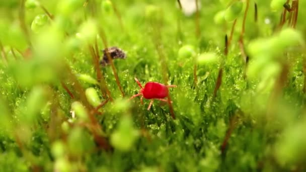 Trombidiidae Známý Jako Červený Samet Roztoči Pravý Samet Roztoči Nebo — Stock video