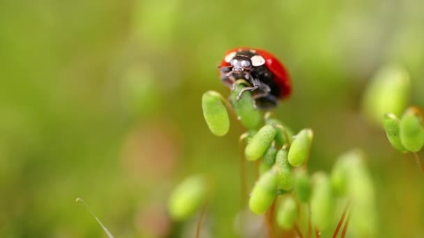 Van Dichtbij Wilde Dieren Van Een Lieveheersbeestje Het Groene Gras — Stockvideo