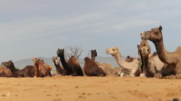 Camels Pushkar Fair Also Called Pushkar Camel Fair Locally Kartik — Stock Video