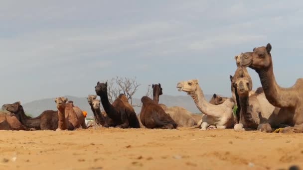 Camellos Feria Pushkar También Llamada Feria Camellos Pushkar Localmente Como — Vídeos de Stock