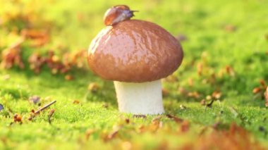 Gün batımında yavaşça sürünen bir salyangozun yakın çekimi..