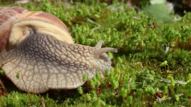 Helix Pomatiaまた ローマのカタツムリ ブルゴーニュカタツムリ 食用カタツムリやエスカルゴは 家族の中で大規模な 空気呼吸土地カタツムリ 陸上のプルモンテの胃の軟体動物の種です — ストック動画