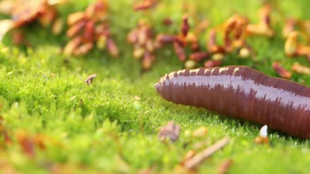 Een Regenworm Een Terrestrische Ongewervelden Die Behoren Tot Klasse Clitellata — Stockvideo
