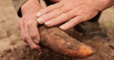 Çiftçi havuç tarlasını inceler. Elleri toprak lekesi içindedir..