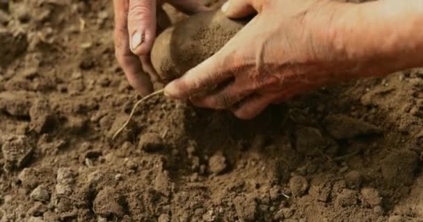 Farmer Inspects His Crop Potatoes Hands Stained Earth — Stock Video