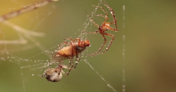 Yakından Çekilen Iki Örümceğin Makro Görüntüsü Yakalanan Kurban Için Savaşıyor — Stok video