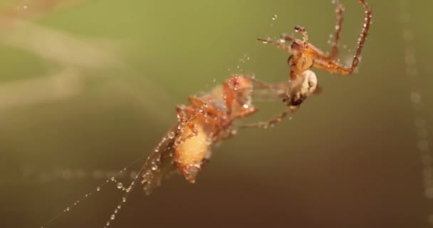 Primer Plano Macro Una Araña Agarró Víctima Envolvió Una Tela — Vídeos de Stock