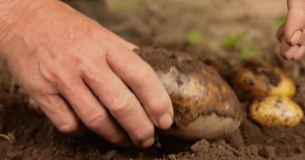 Farmer Inspects His Crop Potatoes Hands Stained Earth — Stock Video