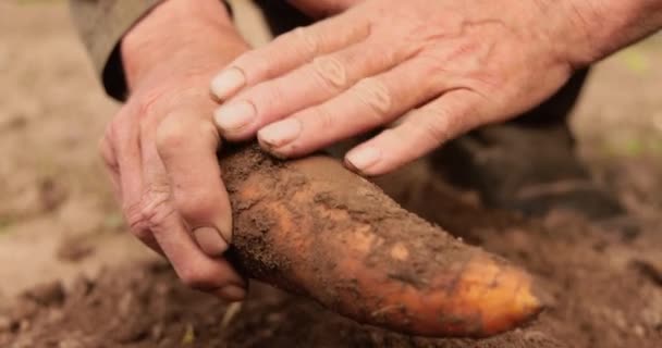 Фермер Осматривает Свой Урожай Морковных Рук Испачканных Землей — стоковое видео