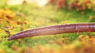 Solucan, Clitellata sınıfına ait, Oligochaeta, phylum Annelida cinsinden bir omurgasızdır. Bir tüp içinde vücut planı sergiliyorlar..