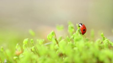 Ormandaki yeşil çimlerde bir uğur böceğinin yakın çekimi. Vahşi doğadaki makrokozmoz. Coccinella septempunctata, yedi noktalı uğur kuşu, Avrupa 'nın en yaygın uğur böceğidir..