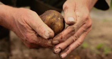 Çiftçi patates tarlasını incelerken elleri toprak içindeydi..