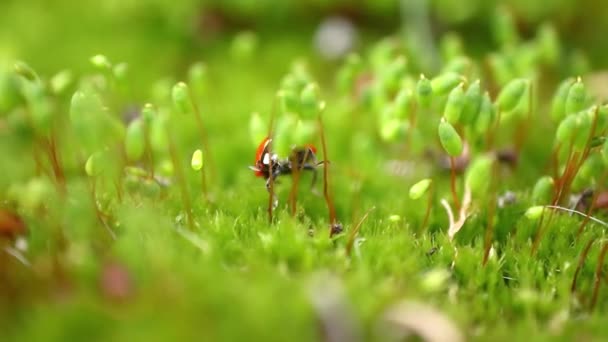 Zbliżenie Dzikiej Przyrody Biedronki Zielonej Trawie Lesie Makroosm Dziczy Coccinella — Wideo stockowe