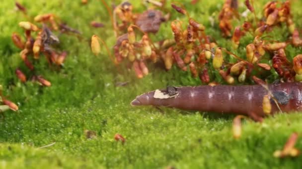 Ein Regenwurm Ist Ein Irdisches Wirbelloses Tier Das Zur Klasse — Stockvideo