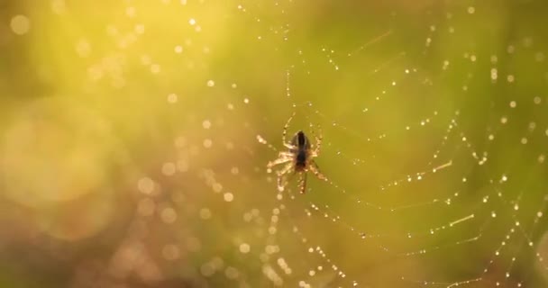 Gotas Lluvia Telaraña Telarañas Pequeñas Gotas Lluvia — Vídeo de stock