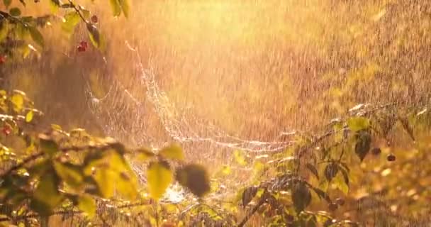 Regen Wald Bei Sonnenuntergang Spinnweben Kleinen Regentropfen — Stockvideo