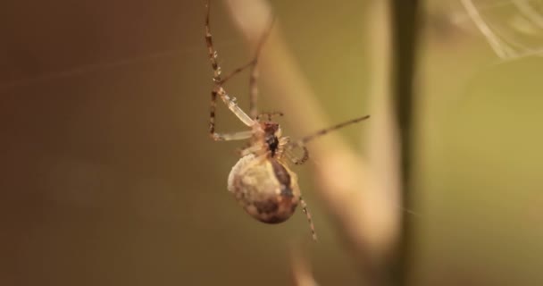 Close Macro Shot Van Een Spin Greep Het Slachtoffer Wikkelde — Stockvideo