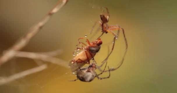 Primer Plano Macro Disparo Dos Arañas Lucha Por Víctima Capturada — Vídeos de Stock