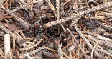 Ormandaki vahşi karınca tepesi yakındır. Sığ alan derinliğine sahip video