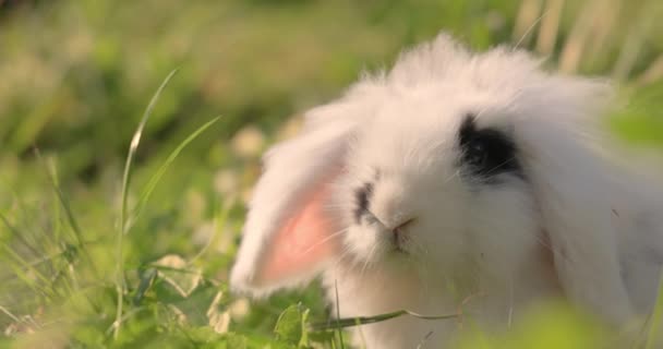 Yeşil Çimlerde Cüce Angora Tavşan — Stok video