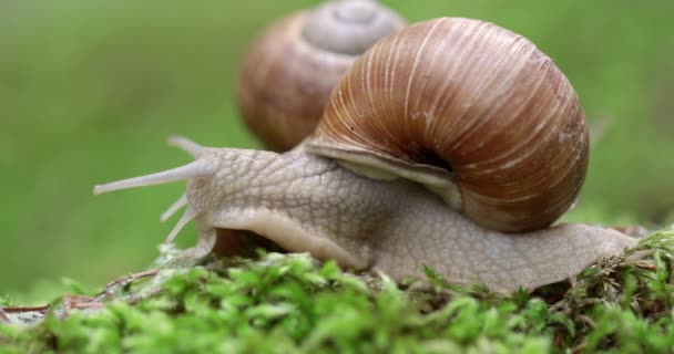 Helix Pomatia Επίσης Roman Snail Burgundy Snail Bedible Snail Escargot — Αρχείο Βίντεο