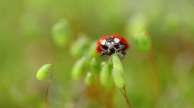 Ormandaki yeşil çimlerde bir uğur böceğinin yakın çekimi. Vahşi doğadaki makrokozmoz. Coccinella septempunctata, yedi noktalı uğur kuşu, Avrupa 'nın en yaygın uğur böceğidir..