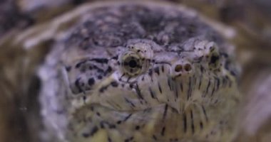 Kapan kaplumbağa (Chelydra serpentina) Chelydridae familyasından büyük bir tatlı su kaplumbağasıdır..