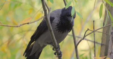 Daldaki leş kargası (Corvus corone) kara kuş.