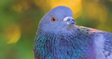 Sıradan odun güvercini (Columba palumbus). Kaya güvercini (
