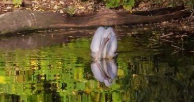 Dalmaçya pelikanı (Pelecanus crispus), pelikan familyasının en büyük üyesi ve belki de dünyanın en büyük tatlı su kuşudur..