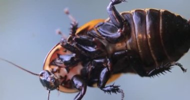 Camın üzerinde sürünen hamamböceği. Lucihormetica, Blaberidae familyasından Güney Amerika 'da yaşayan bir hamamböceği cinsidir..