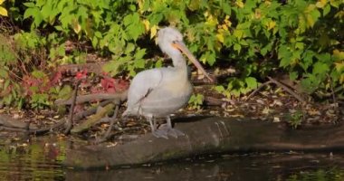 Dalmaçya pelikanı (Pelecanus crispus), pelikan familyasının en büyük üyesi ve belki de dünyanın en büyük tatlı su kuşudur..