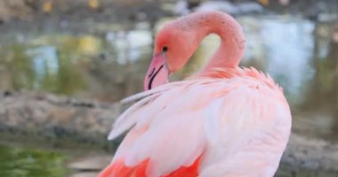 Flamingolar, Phoenicopteridae familyasından Phoenicopteridae familyasından bir kuş türü..